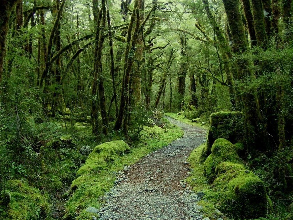 Forest path surrounded by lush green trees.