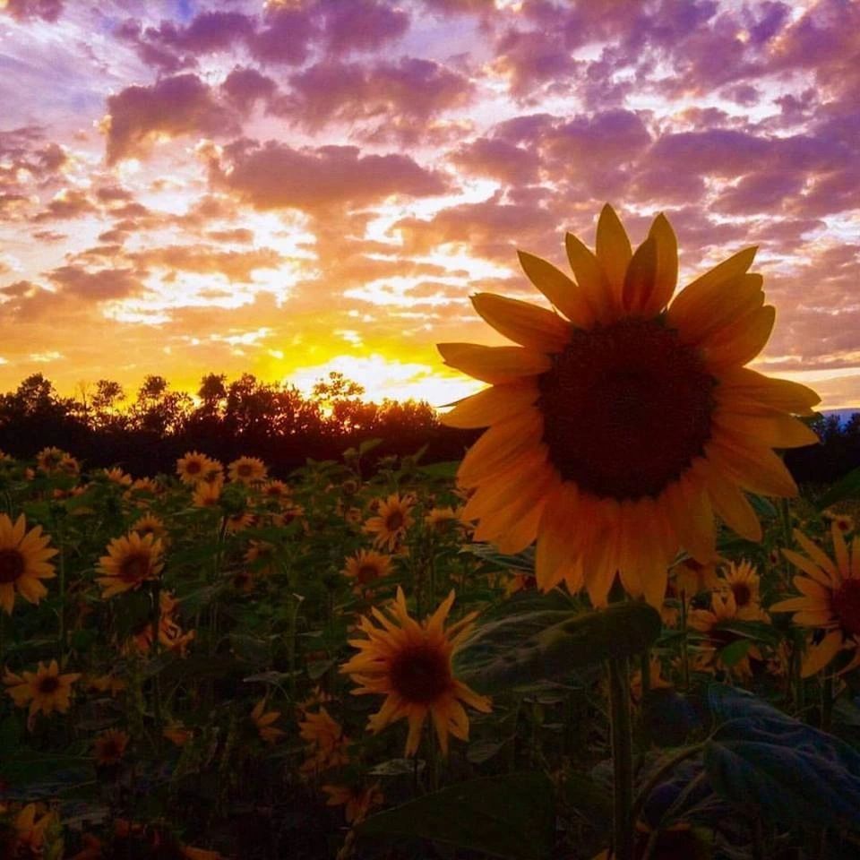 Sunflowers under a vibrant sunset sky.