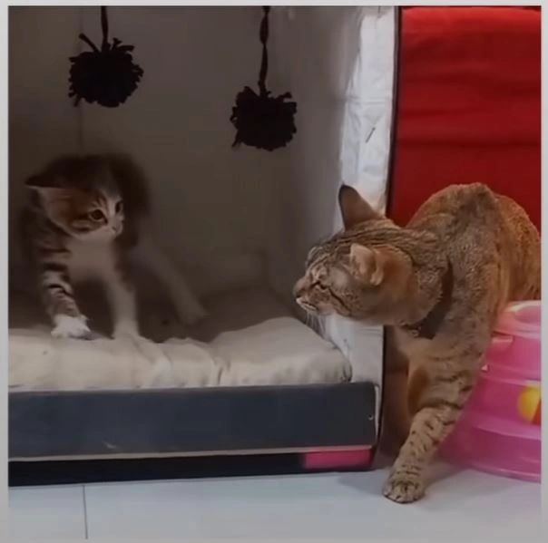 Kitten and adult cat in playful encounter.